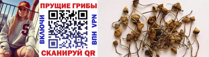 как найти закладки Шиханы Галлюциногенные грибы Psilocybe